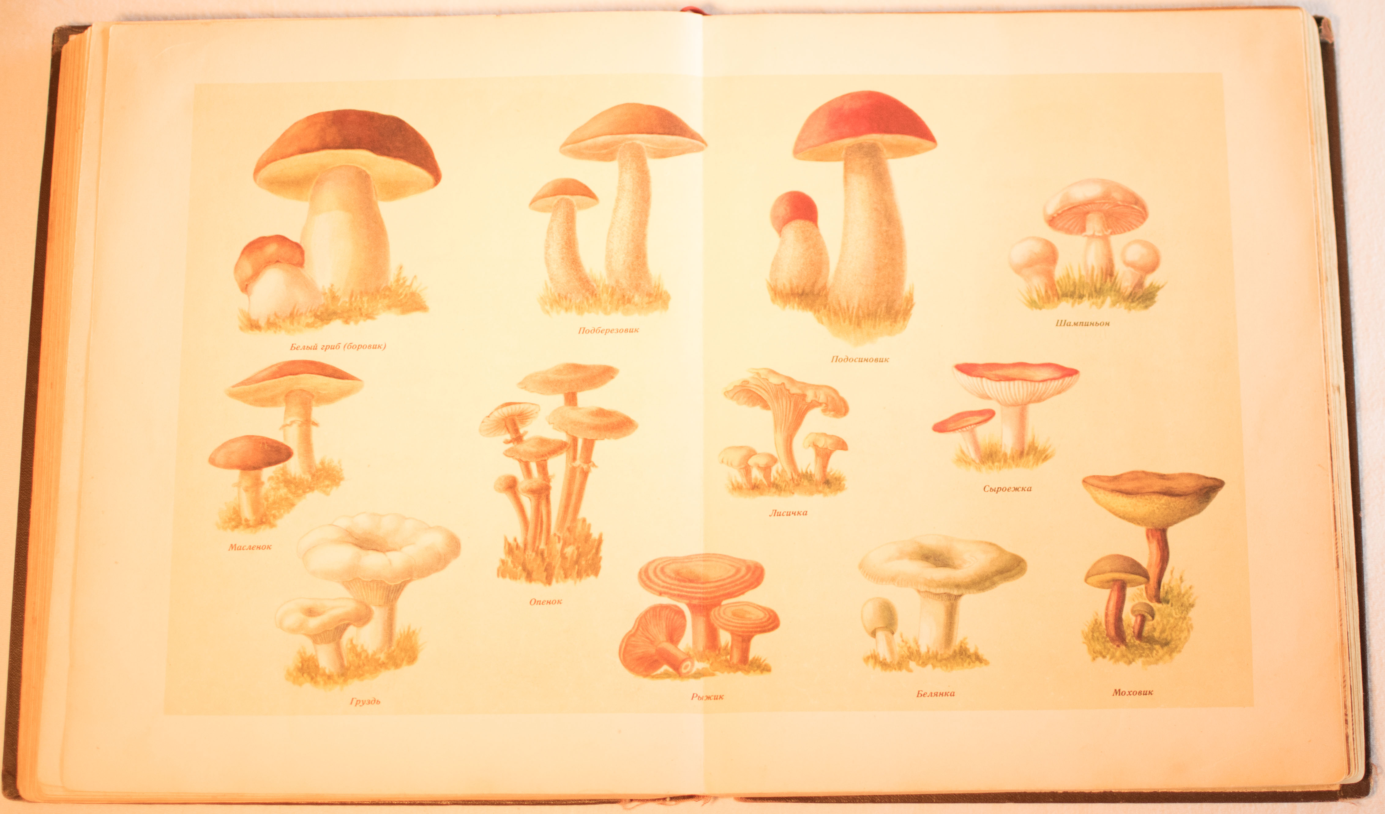 cookbook page set